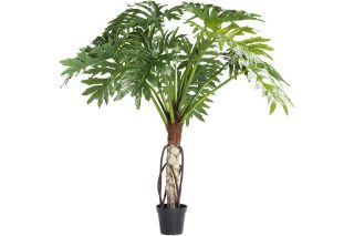 Cây trầu bà lá xẻ