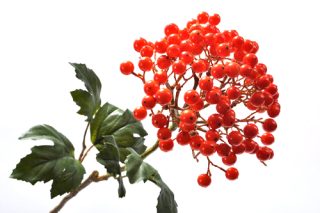 Cành quả mọng màu cam