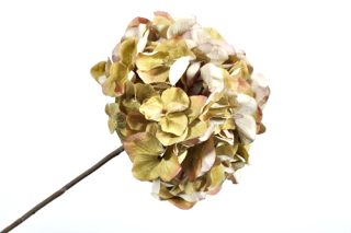 Hoa tú cầu màu vàng