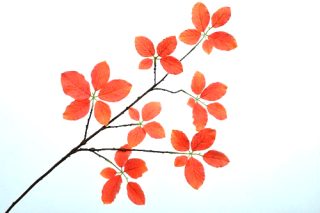 Lá bạch dương màu cam