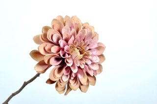 Hoa mẫu đơn màu hoa cà