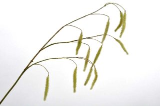 Cành cỏ màu xanh