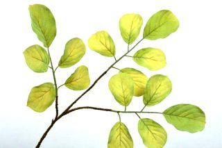 Cành lá màu GRN