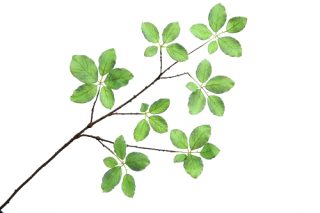 Nhánh lá birch xanh