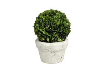 Buxusball Plant