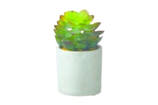 Bình hoa xương rồng trang trí