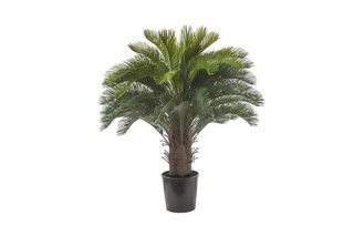 Chậu cây Cycas