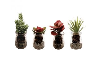 Chậu cây xương rồng