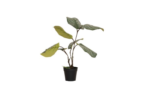 Cây I/POT xanh lá 80CM 125747S