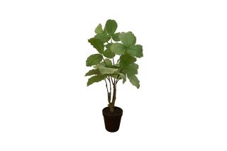 CAY I/POT LEAF GREEN 70CM 127906S