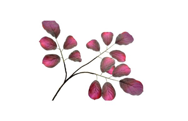 Cành lá màu đỏ