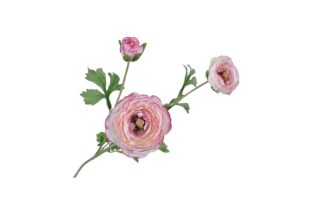 Hoa hồng Ba Tư màu hồng 65cm