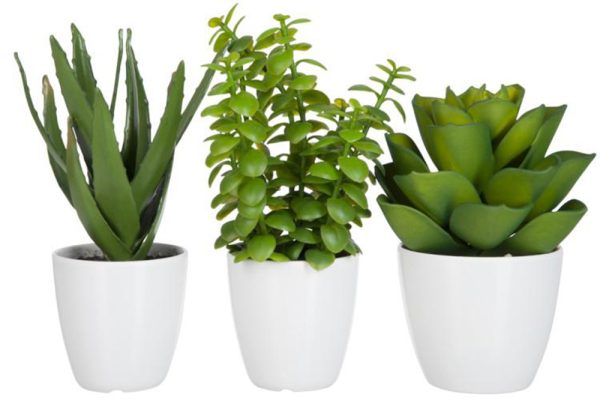 CRASS/ALOE/LOT+POT GRN L ASS3