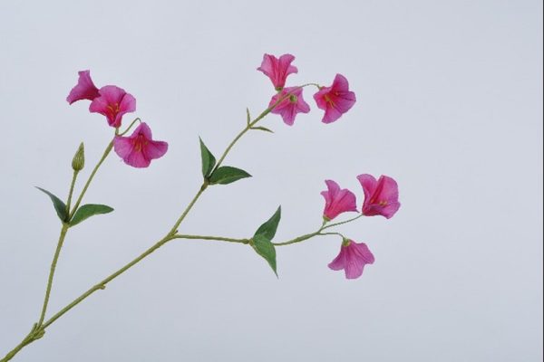 Campanula violet 75cm