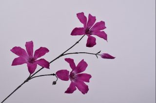 cành hoa Clematis tím