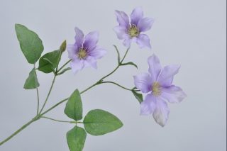 Hoa clematis tím 75cm