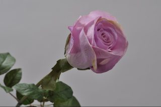 Hoa hồng Bud mauve màu tím 65cm