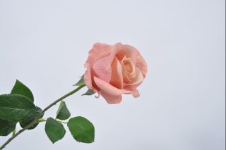 Hoa hồng màu hồng 65cm