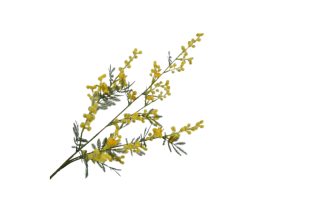 Hoa Mimosa màu vàng 75cm