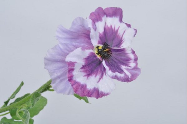 Cành hoa Pansy tím