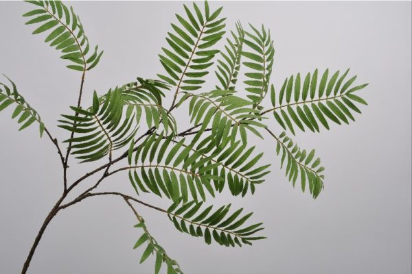 Cành lá xanh 154cm