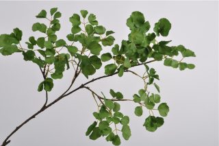 Cành lá xanh 134cm