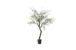 Cây Olive Royal H210-148874C