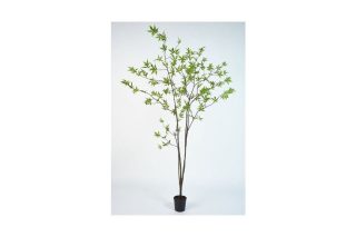 Ipot Esdoor Groen Tree