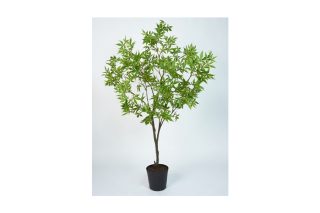 Cây Ipot Esdoorn RD/ORA