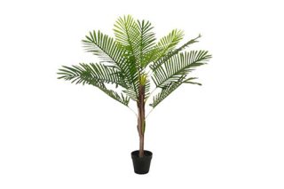 Cây Palm Madag loại nhỏ