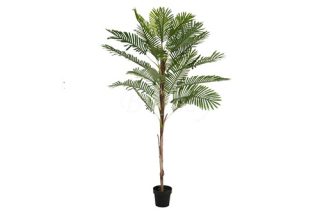 Cây Palm madag loại lớn