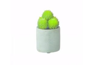 Succulent in pot Pompon