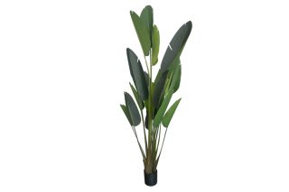 Cây Strelitzia lớn