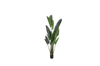 Cây Strelitzia nhỏ