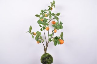 Cây quýt 80cm 123545S