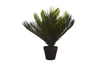 Chậu cây thiên tuế