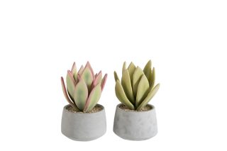 Chậu cây xương rồng Cement