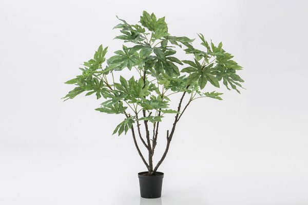 Fatsia Japonica plant pots