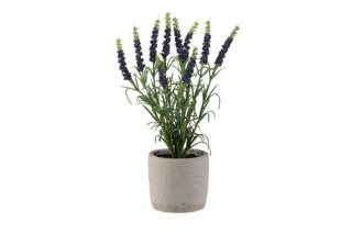 Chậu Lanvender PURP 8.5x28-2571J