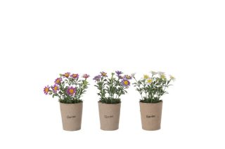 Chậu hoa Daisy ASS3 7x17- 93445J