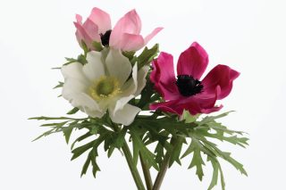 Hoa Anemone flaccida ass/3