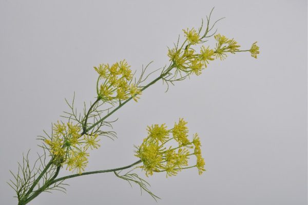Hoa Aneth màu vàng 79cm