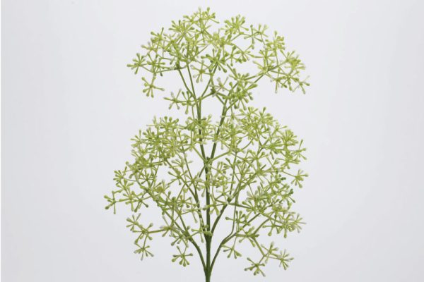 Hoa Berry mini jardin white