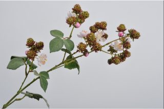 Cành trái Blackberry 78cm