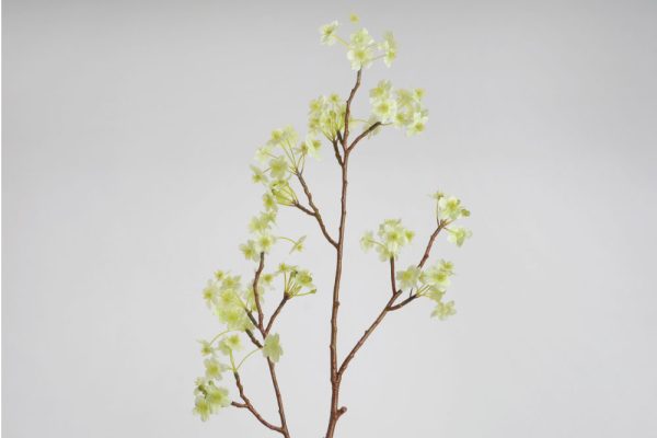 Hoa Blossom japonica