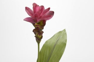 Hoa Curcuma tropical red