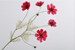 DAISY SPRAY FUSHIA 92 CM