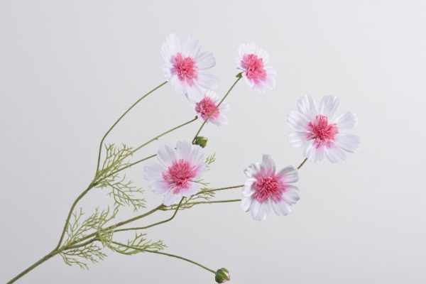 cành hoa cúc trắng hồng