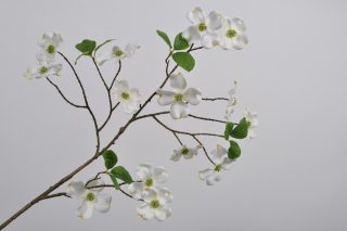 Hoa Dương đào (Dogwood) màu trắng 110 cm
