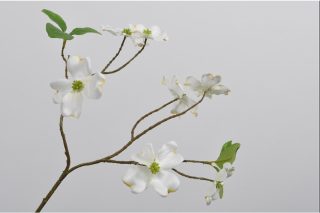 Hoa Dương đào (Dogwood) màu trắng 68cm